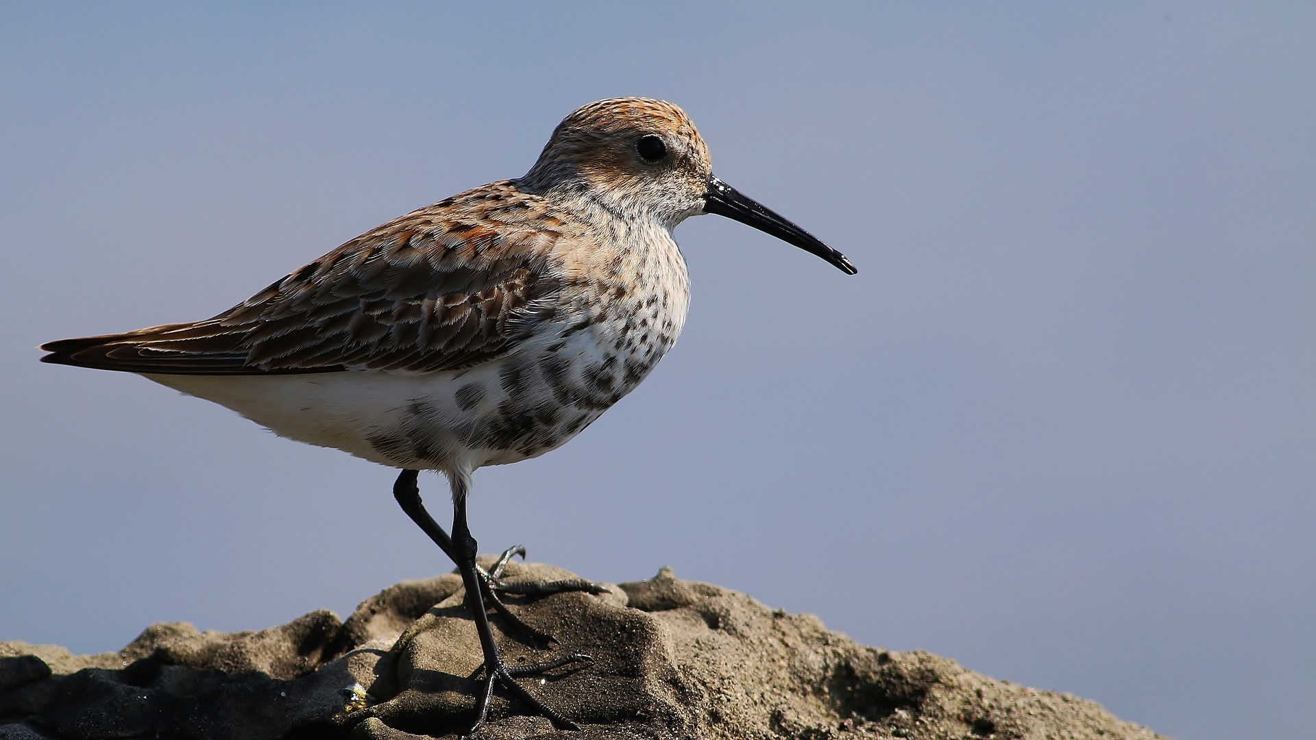 Dunlin